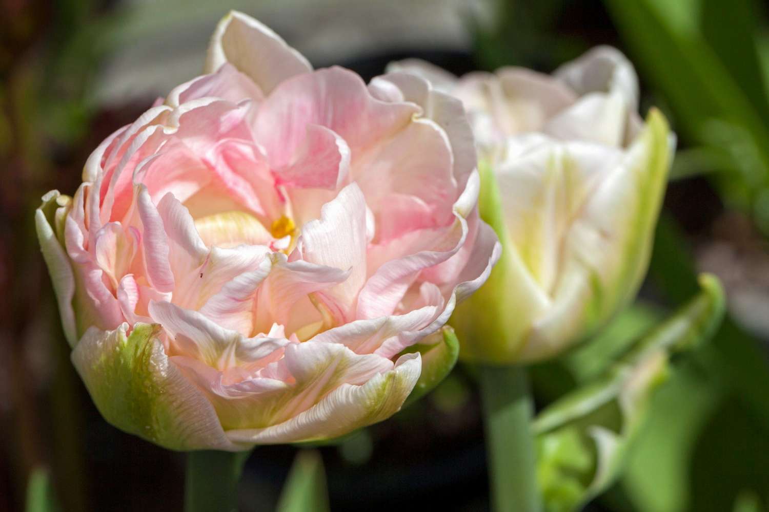 Tulppaani 'Finola'
